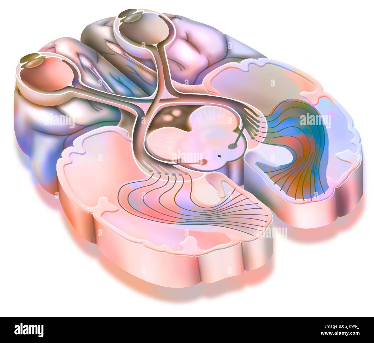 The optic tract: transmission of visual information from the retina to the visual cortex. Stock Photo