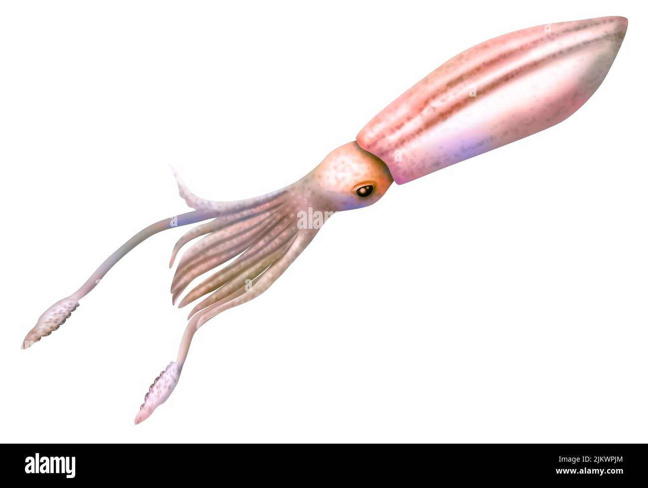 Representation of a giant squid isolated on a white background. Stock Photo