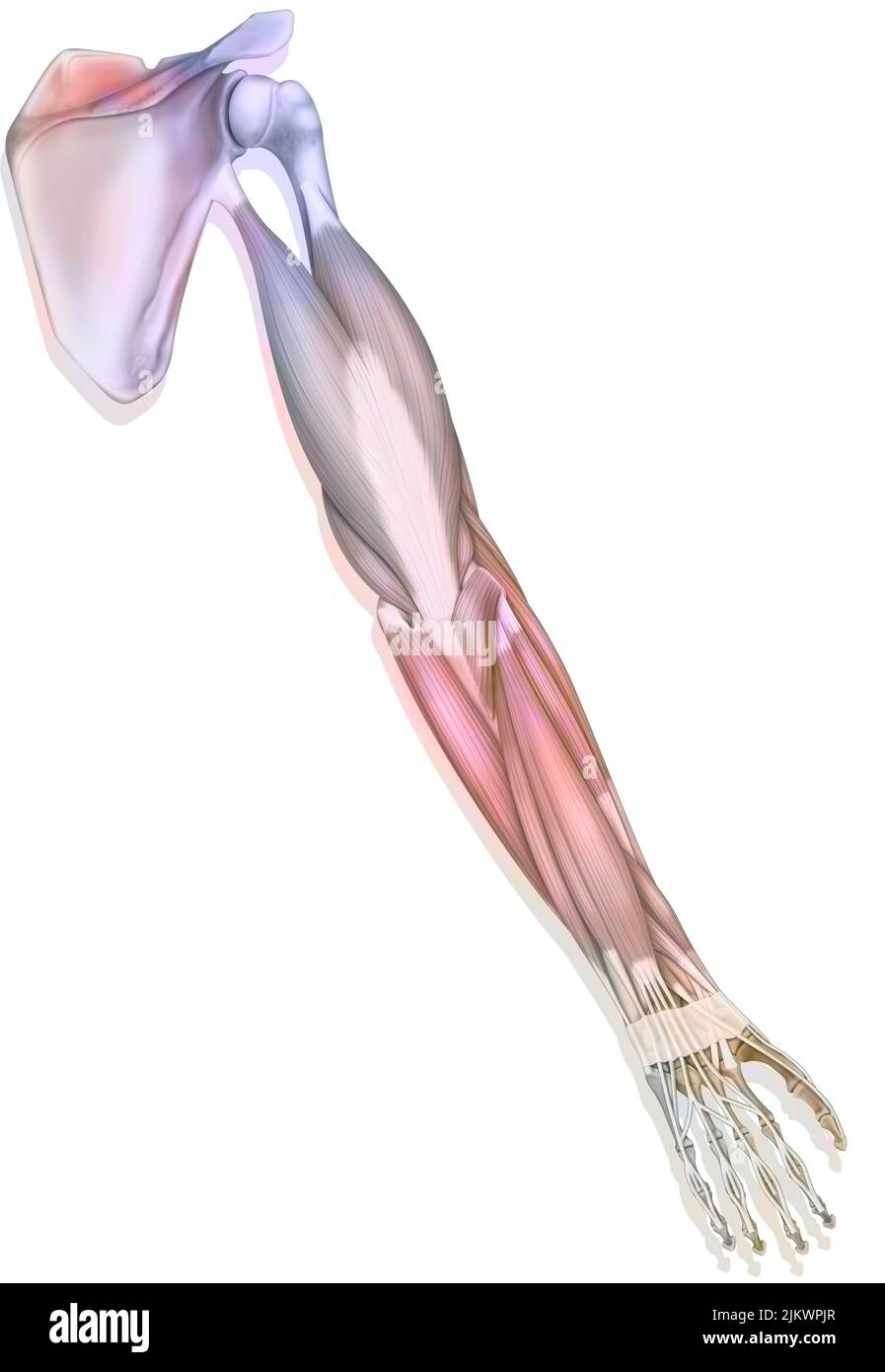 The muscles of the upper right limb in posterior view. Stock Photo