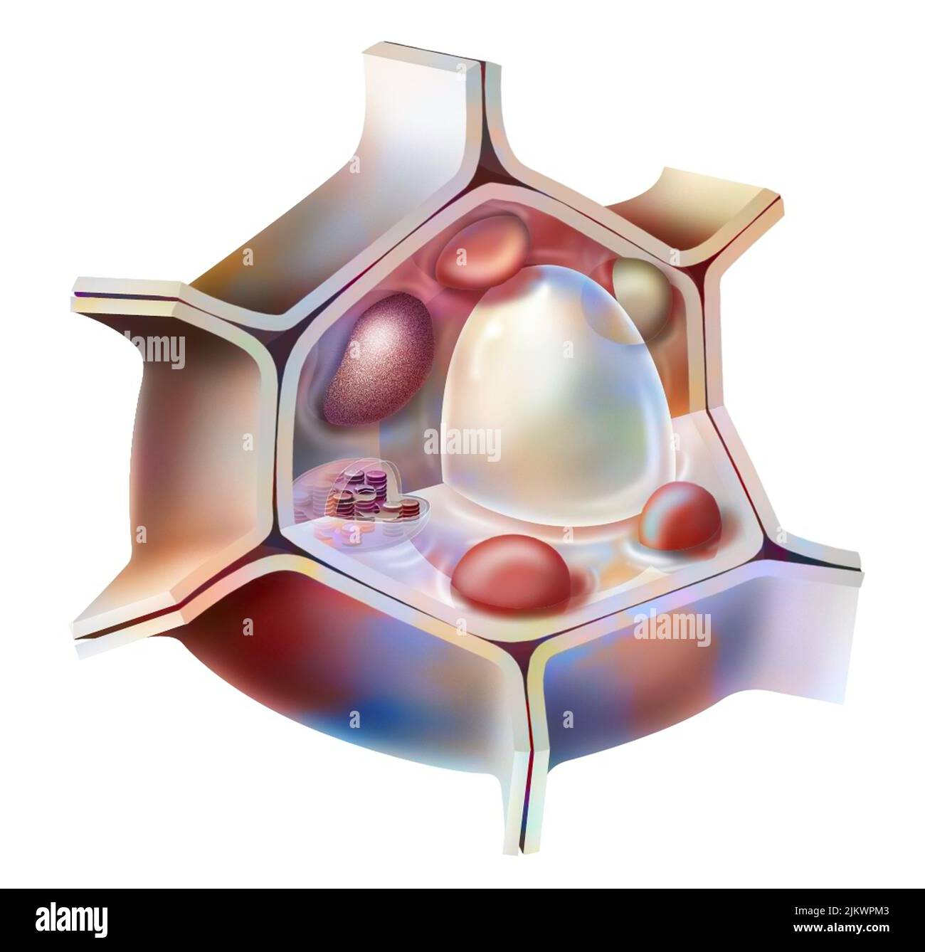 Basal plant cell with outer wall, nucleus, chloroplasts, central vacuole. Stock Photo