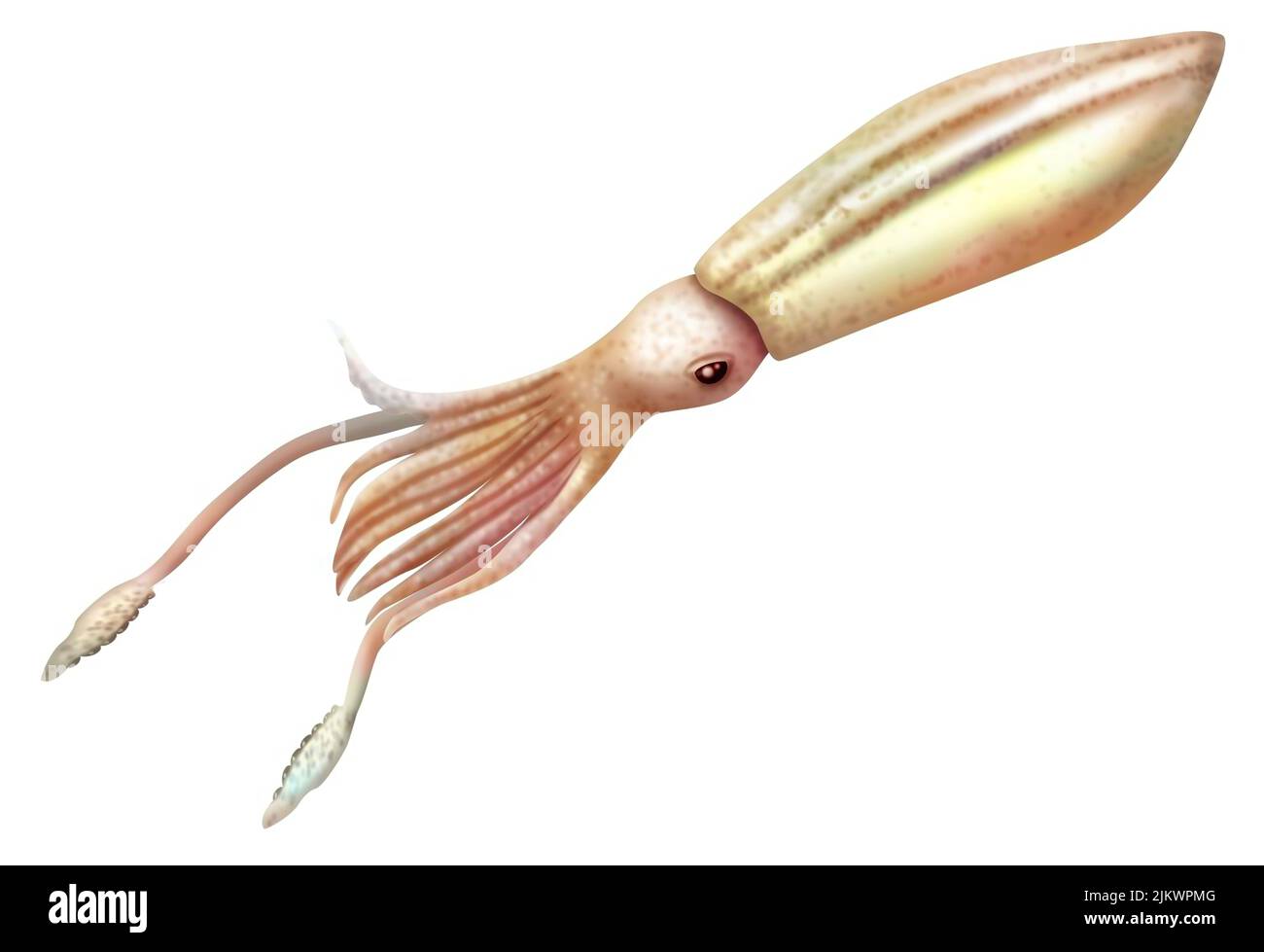 Representation of a giant squid isolated on a white background. Stock Photo