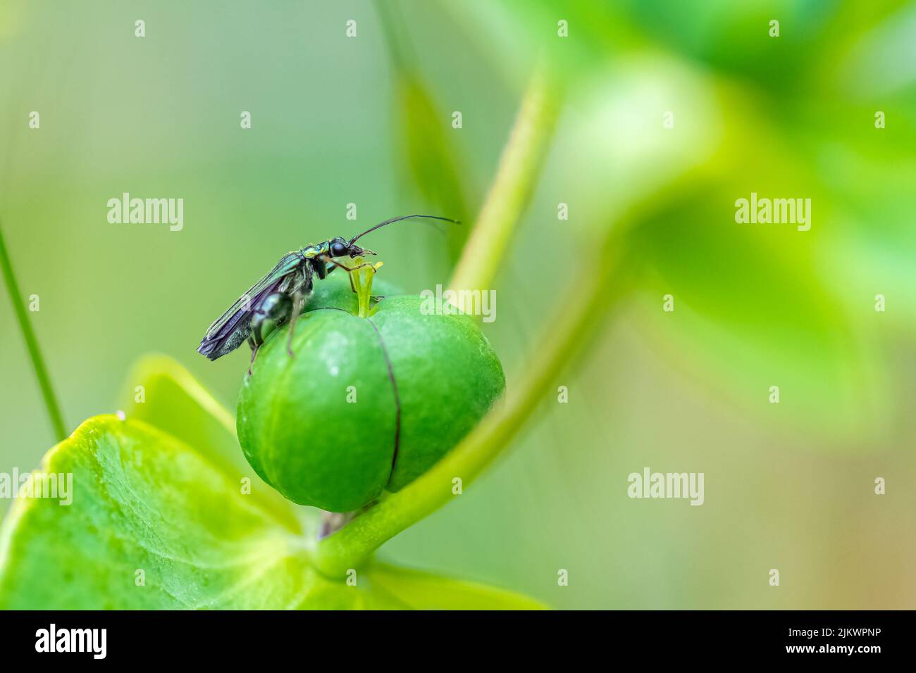 Swollen-thighed beetle, Oedemera nobilis, insect on a green background ...