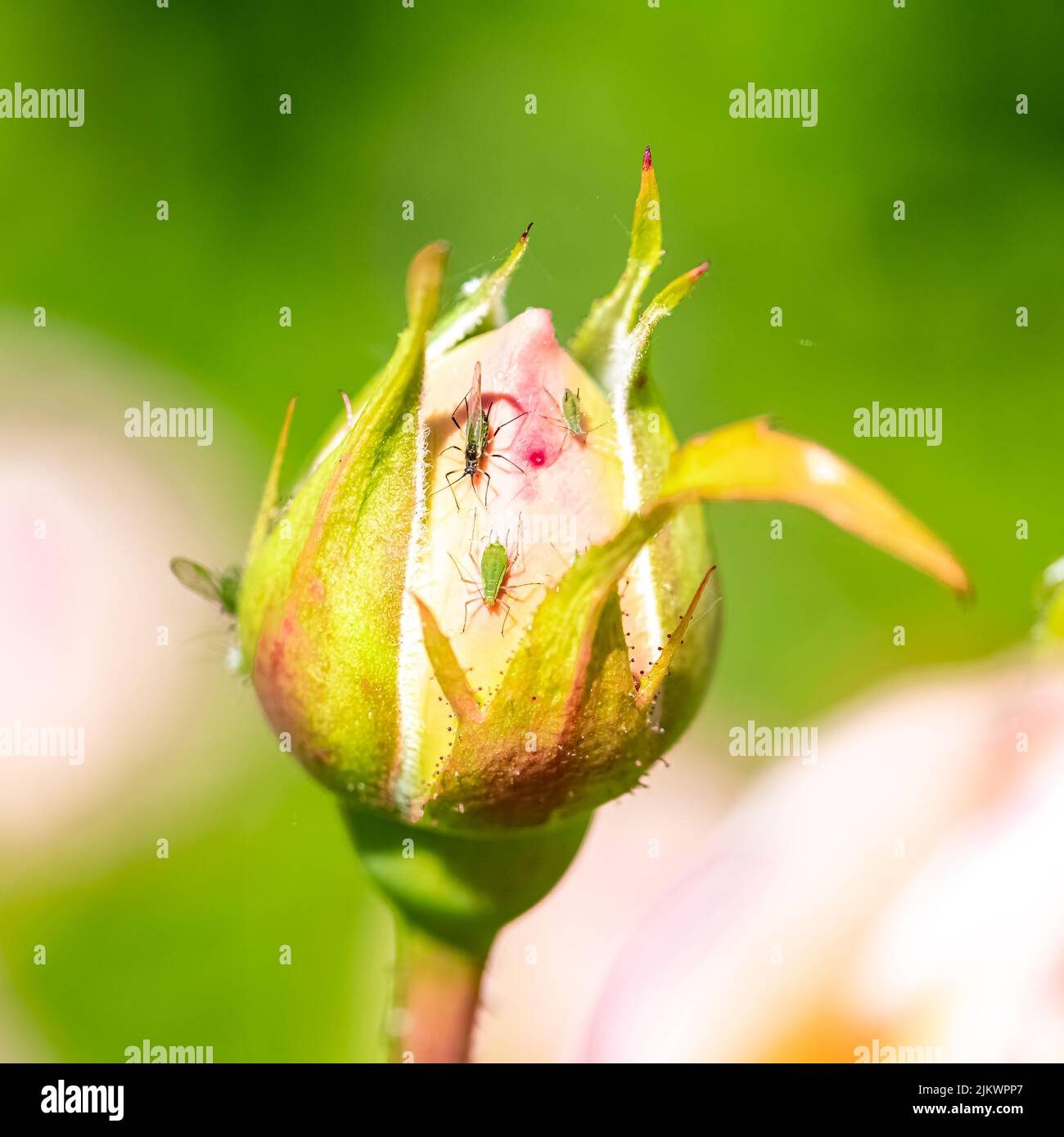 green aphids that eat the sap of a rosebud Stock Photo Alamy