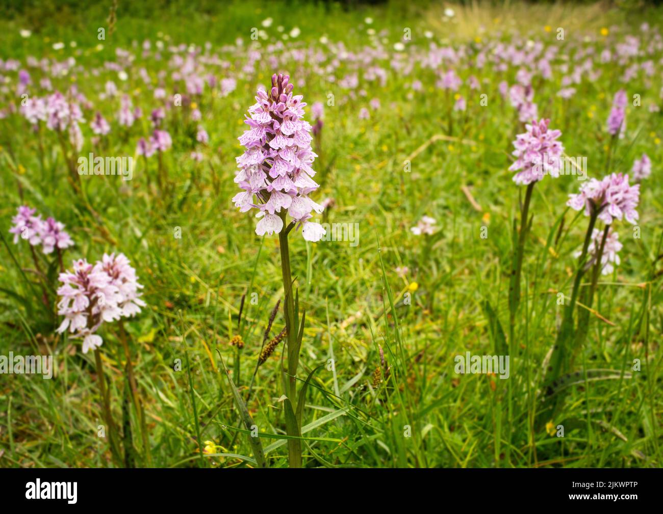 Heath Spotted Orchids (Dactylorhiza maculata) growing wild on Southampton Common, Hampshire, England Stock Photo