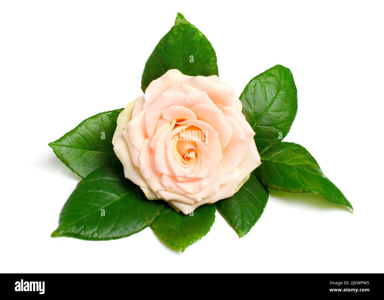 Light Pink or salmon rose. Isolated on white background. Full dept of