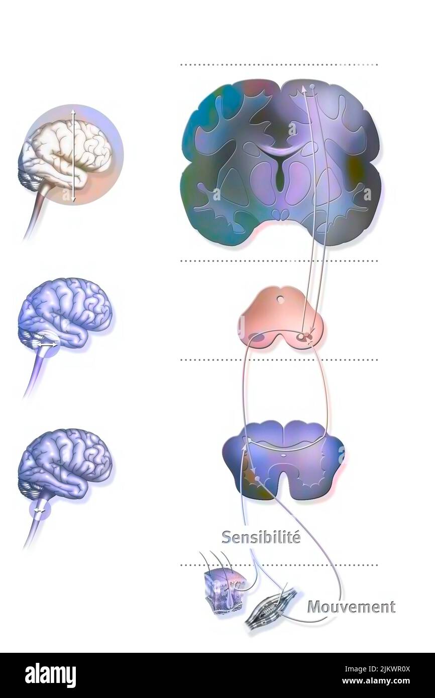 Sensorimotor loop: control of the brain to motor reactions. Stock Photo