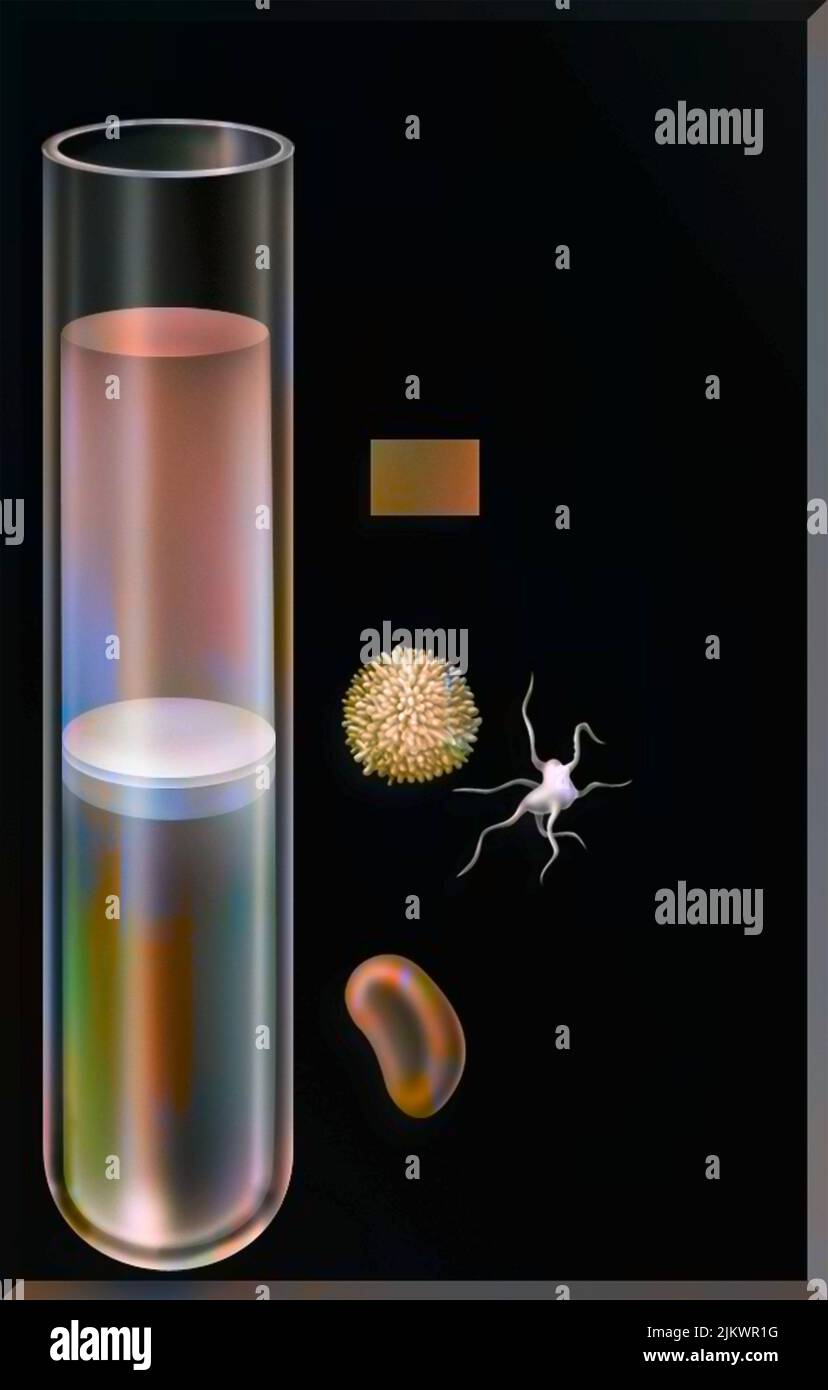 Proportion of the different elements of the blood (plasma, white blood cells, platelets, red blood cells) in a test tube. Stock Photo