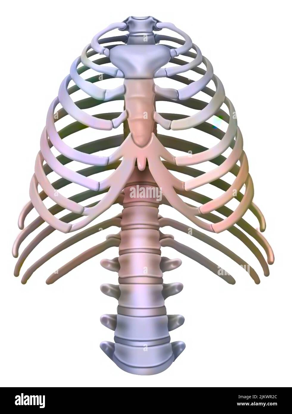 Representation of the rib cage of the chimpanzee Stock Photo - Alamy