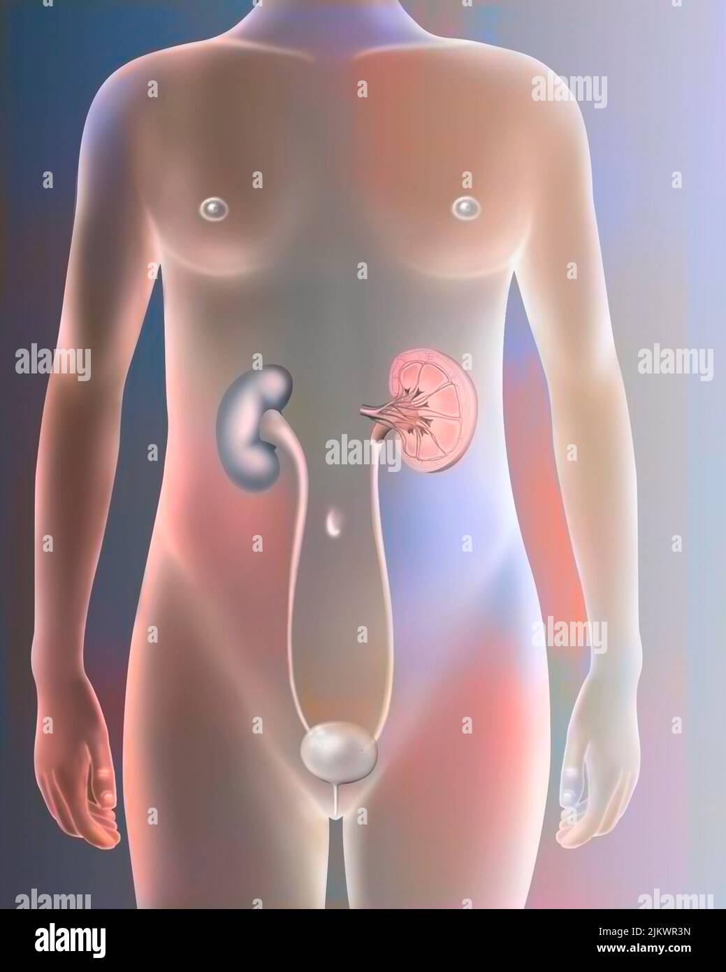 Urinary system in girls (kidneys, ureters, bladder, urethra). Stock Photo