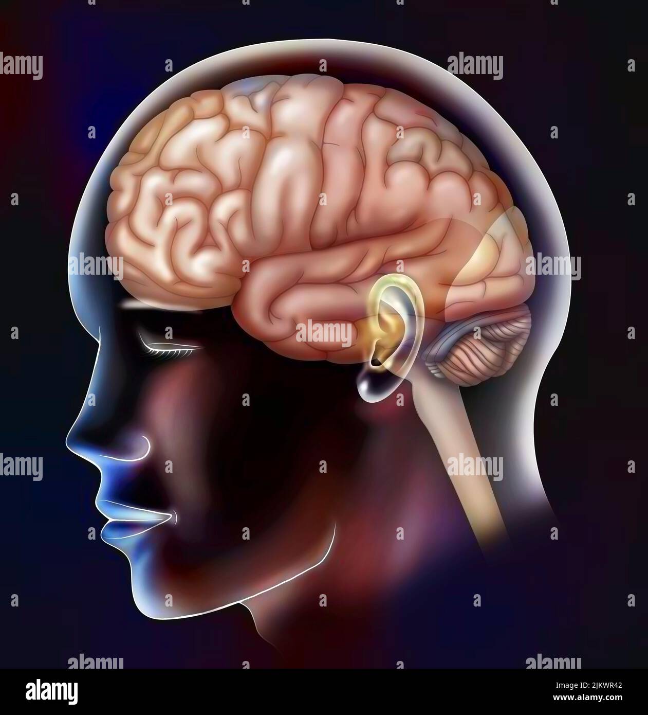 The lobes of the brain: frontal, parietal, temporal and occipital lobes. Stock Photo