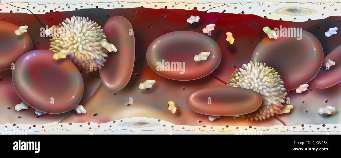 Blood vessel containing red blood cells, white blood cells, platelets, and plasma. Stock Photo