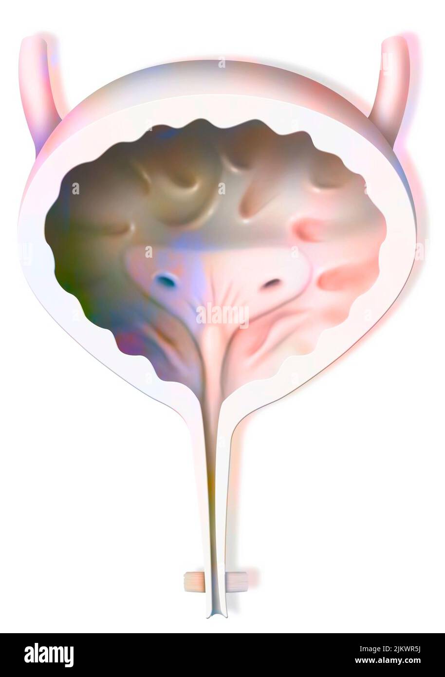 Bladder in women in frontal section with the ureters, the bladder trigone and the urethra Stock