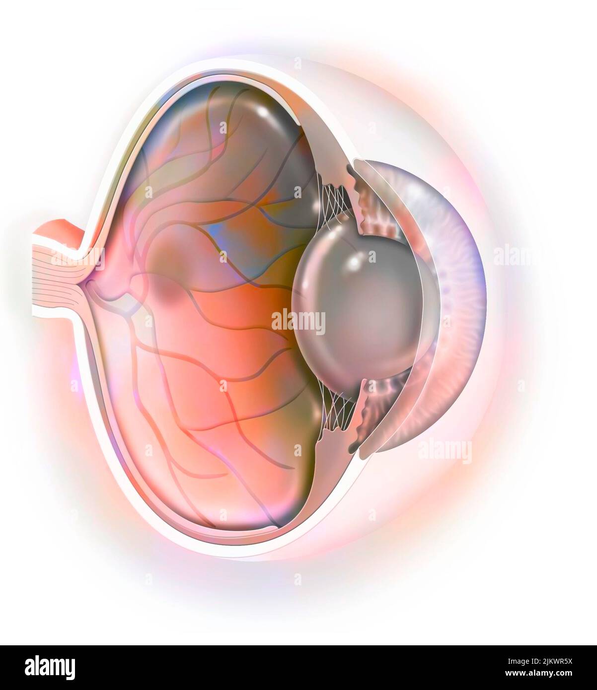 Sagittal view of the eye anatomy showing lens, retina, cornea, iris, choroid. Stock Photo