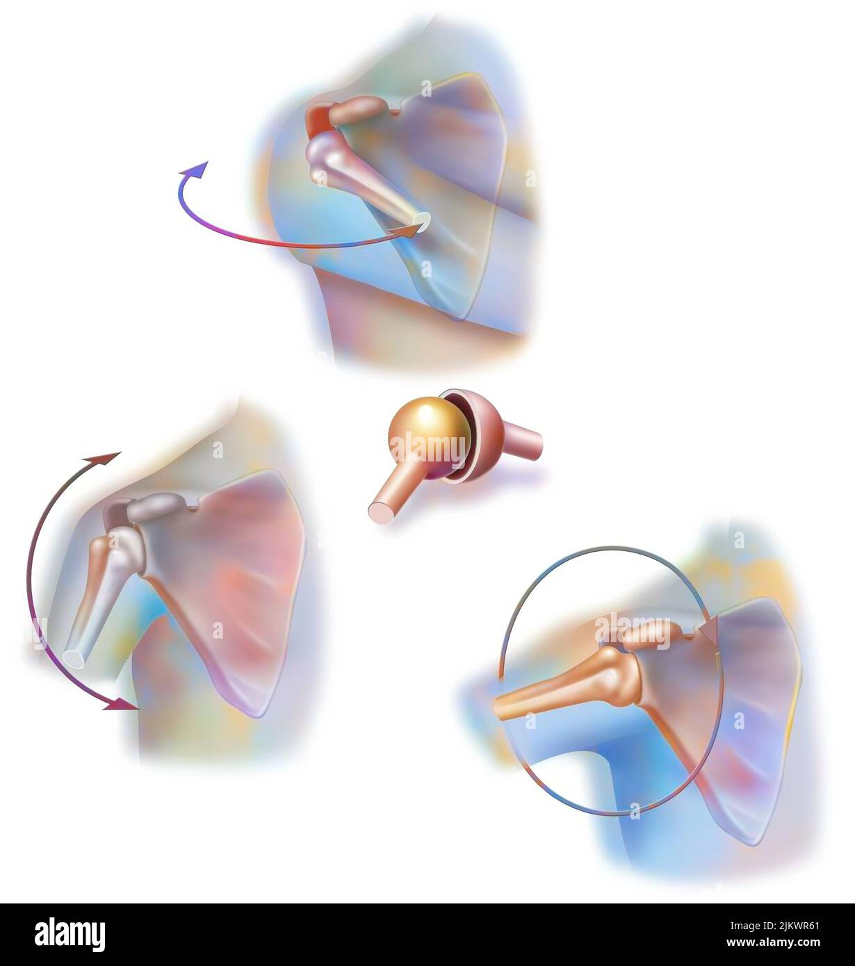 Joint between the scapula (scapula) and the humerus (arm bones Stock