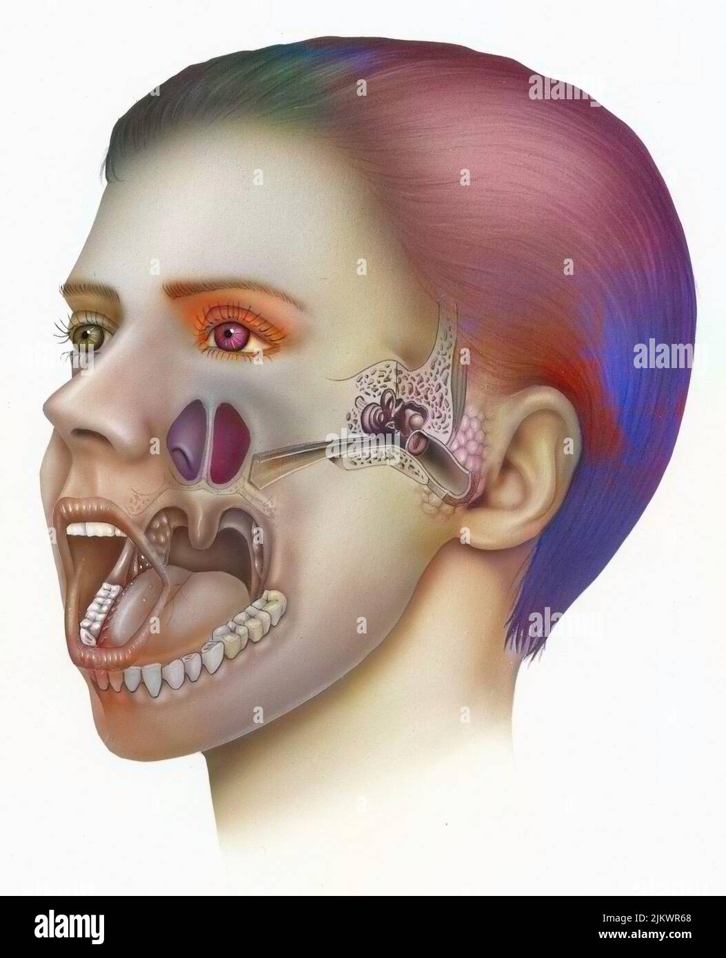 Otorhinopharynx with oral cavity, nasal cavity, pharynx, and ear. Stock Photo