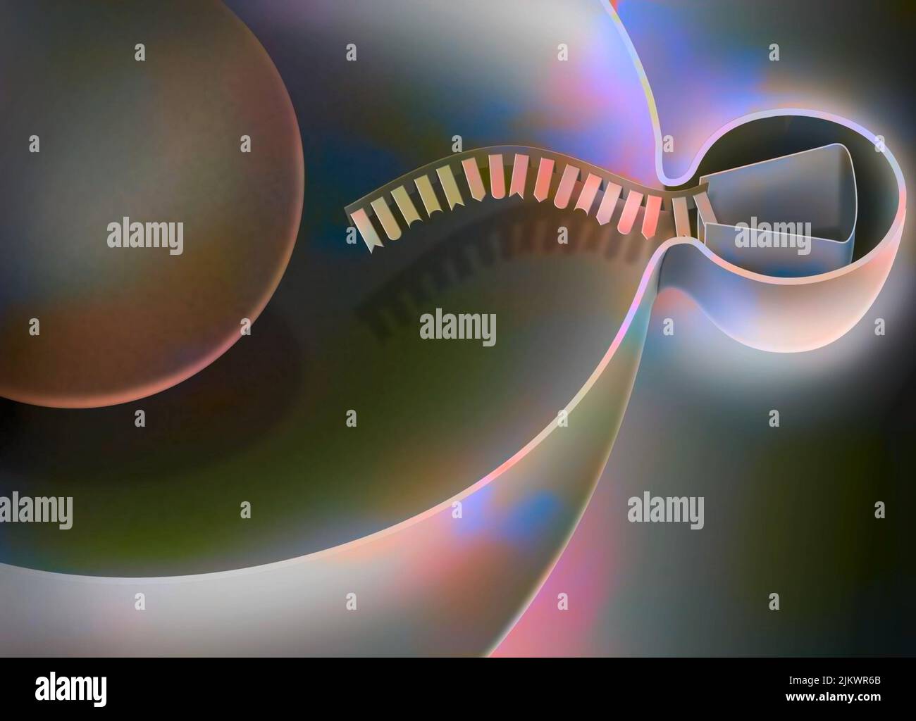 Interfering RNA, step 1: penetration of a virus into a human host cell to replicate. Stock Photo