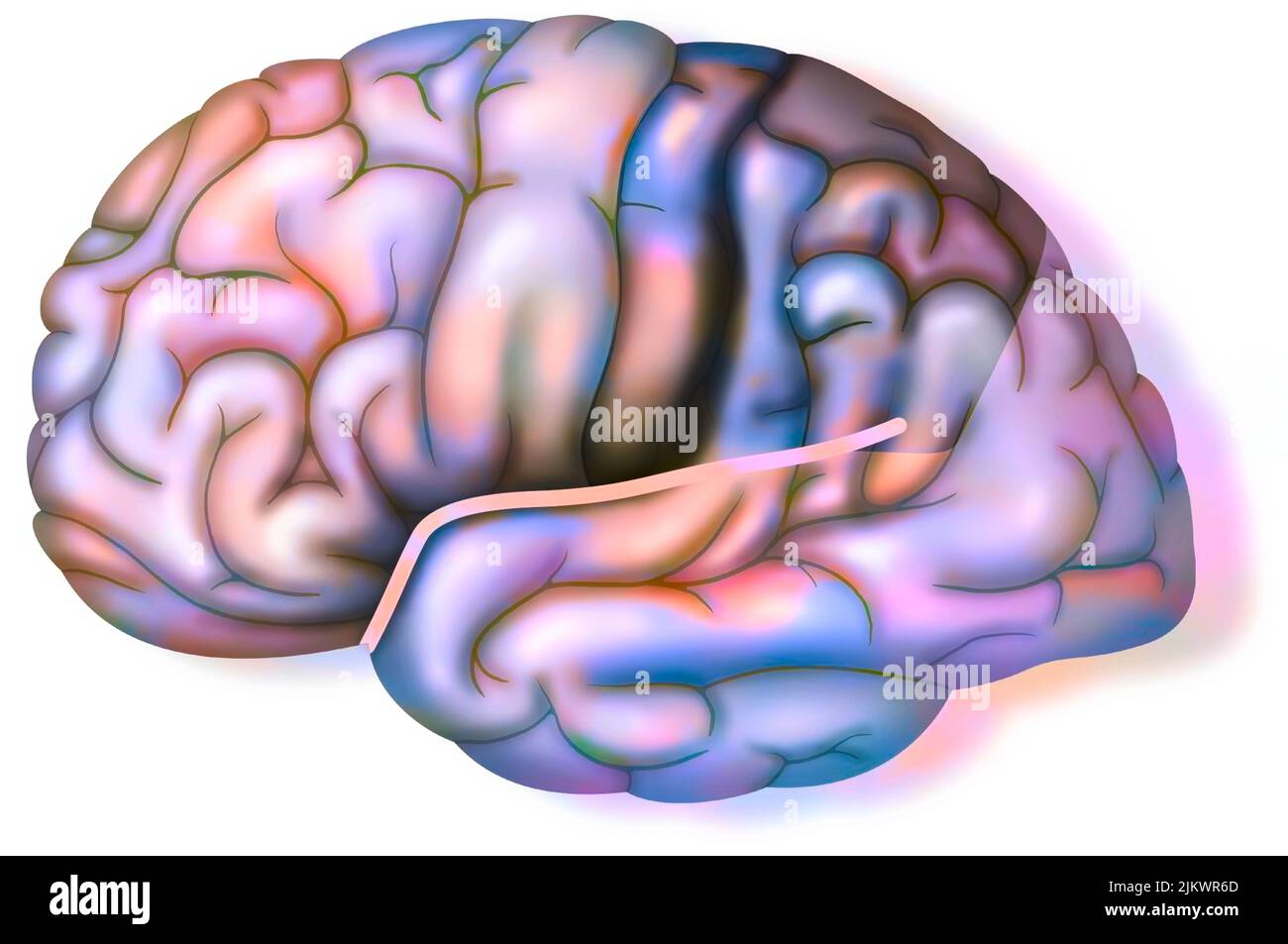 Normal brain with Sylvian fissure and parietal lobe. Stock Photo