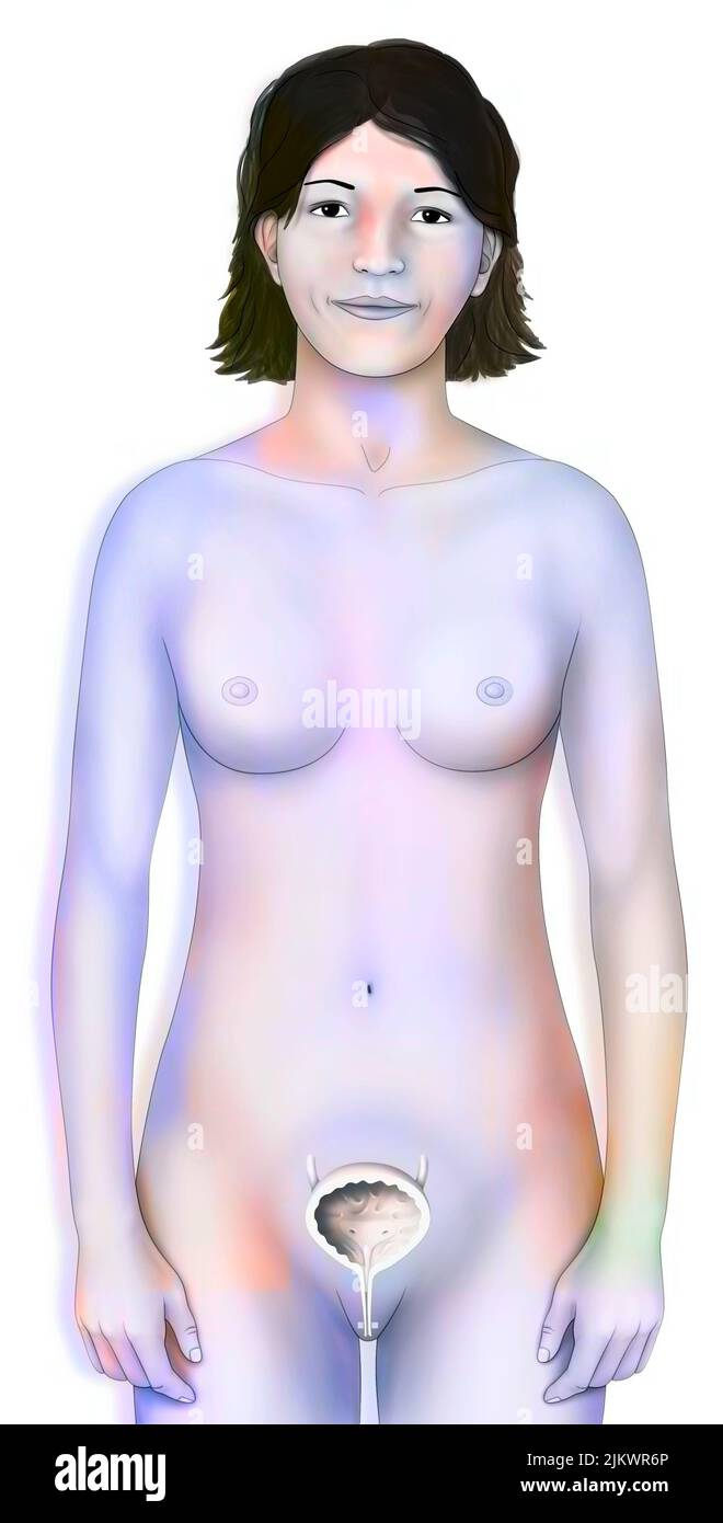 Representation of the bladder in women. Stock Photo