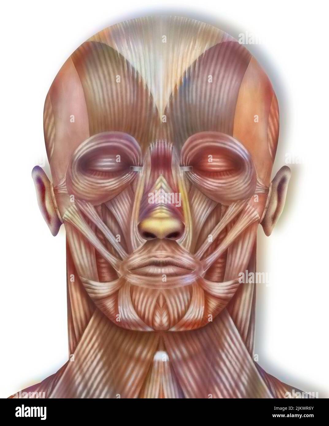 Head Cutaway: Anatomy of the Head Muscles Front View. Stock Photo