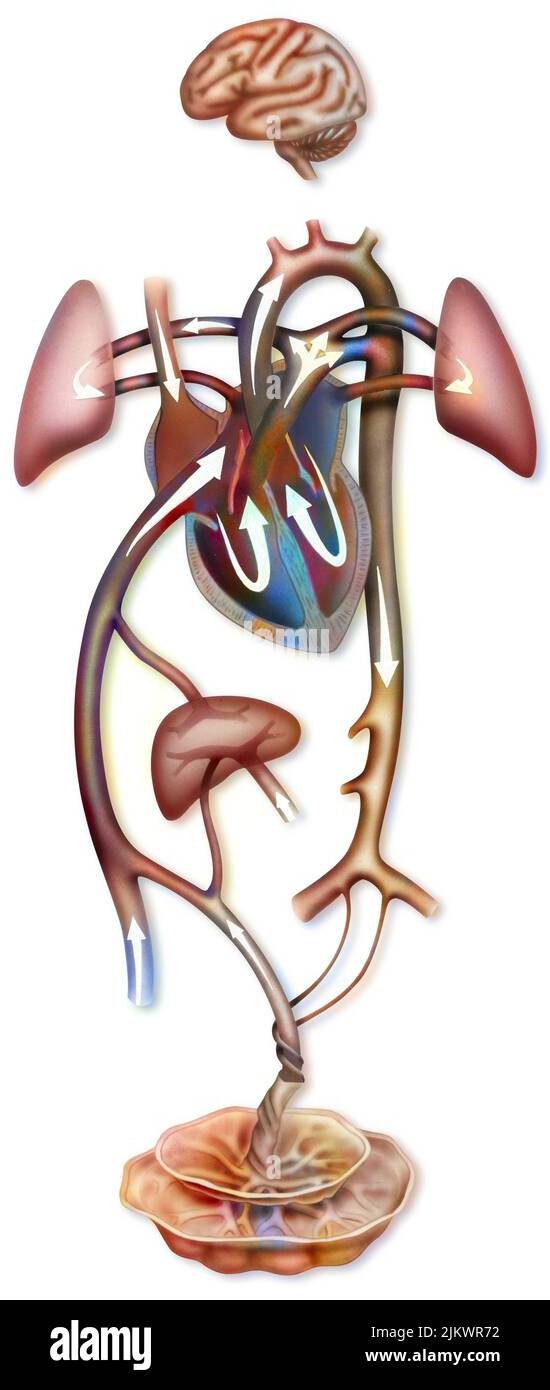 Oxygenation of the fetus (in-utero) thanks to the placenta, the umbilical arteries and veins. Stock Photo