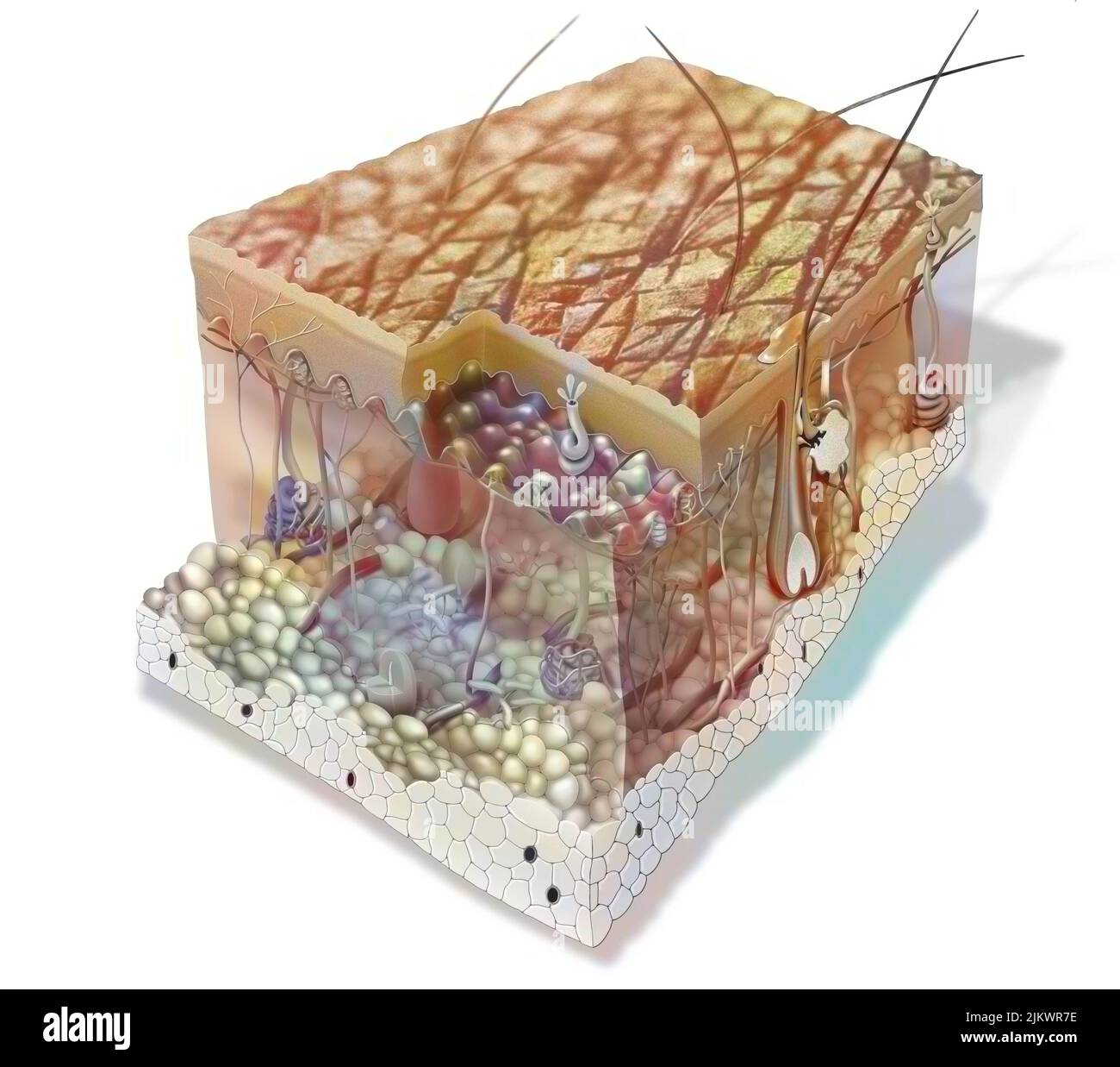 Skin section showing all the structures: the layers of the epidermis, the structure of the dermis. Stock Photo