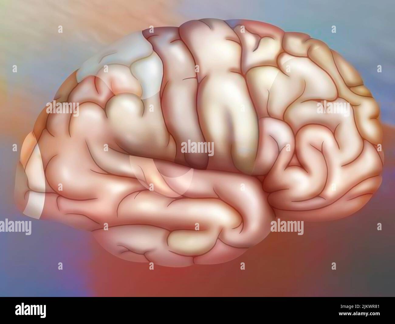 Areas of the brain of the right hemisphere: cortex (visual, parietal, sensory, motor, premotor) and auditory area. Stock Photo