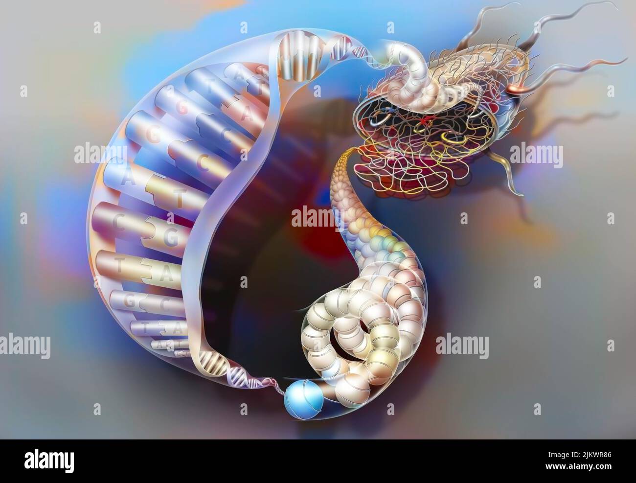 Plasmid of bacterial dna hires stock photography and images Alamy