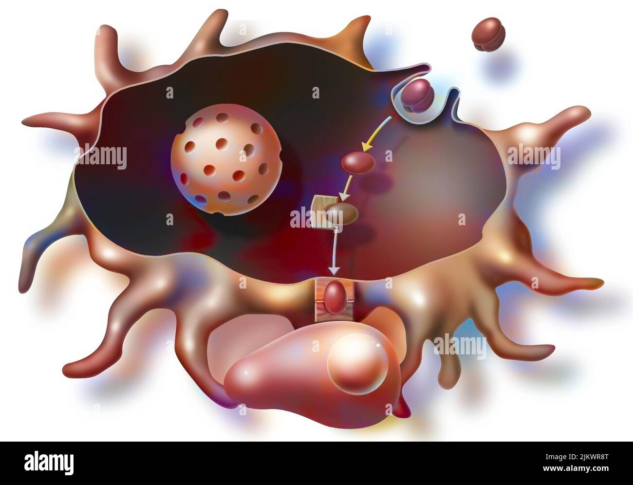 Immune reaction triggered by molecules of the AIDS virus injected by vaccination. Stock Photo