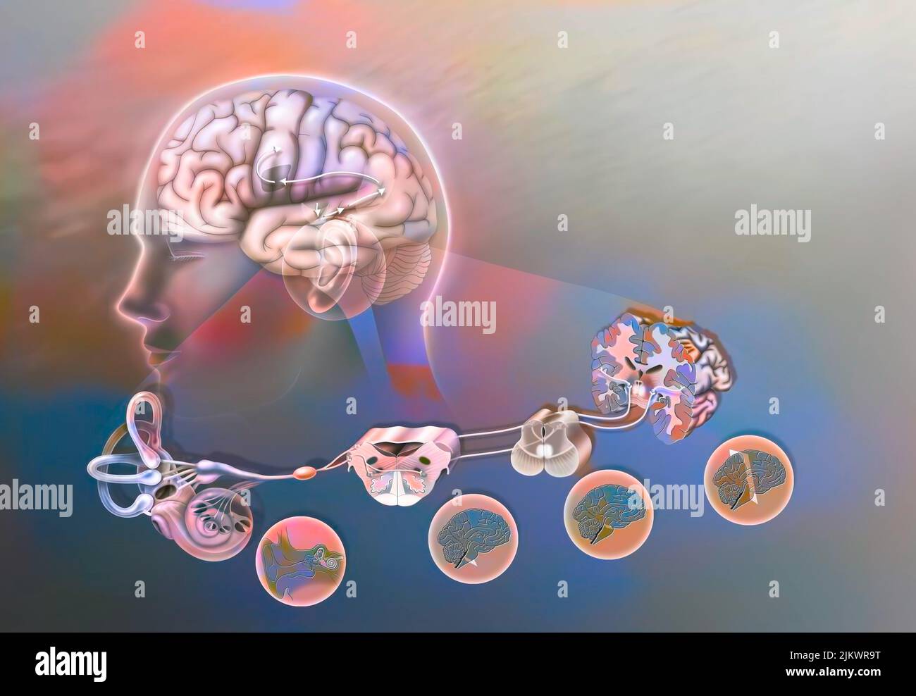 How a sound when it has reached the cochlea spreads through the brain. Stock Photo