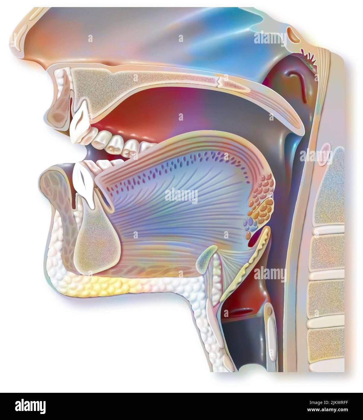 Positioning of the organs of the mouth to pronounce an 'A' in phonation. Stock Photo