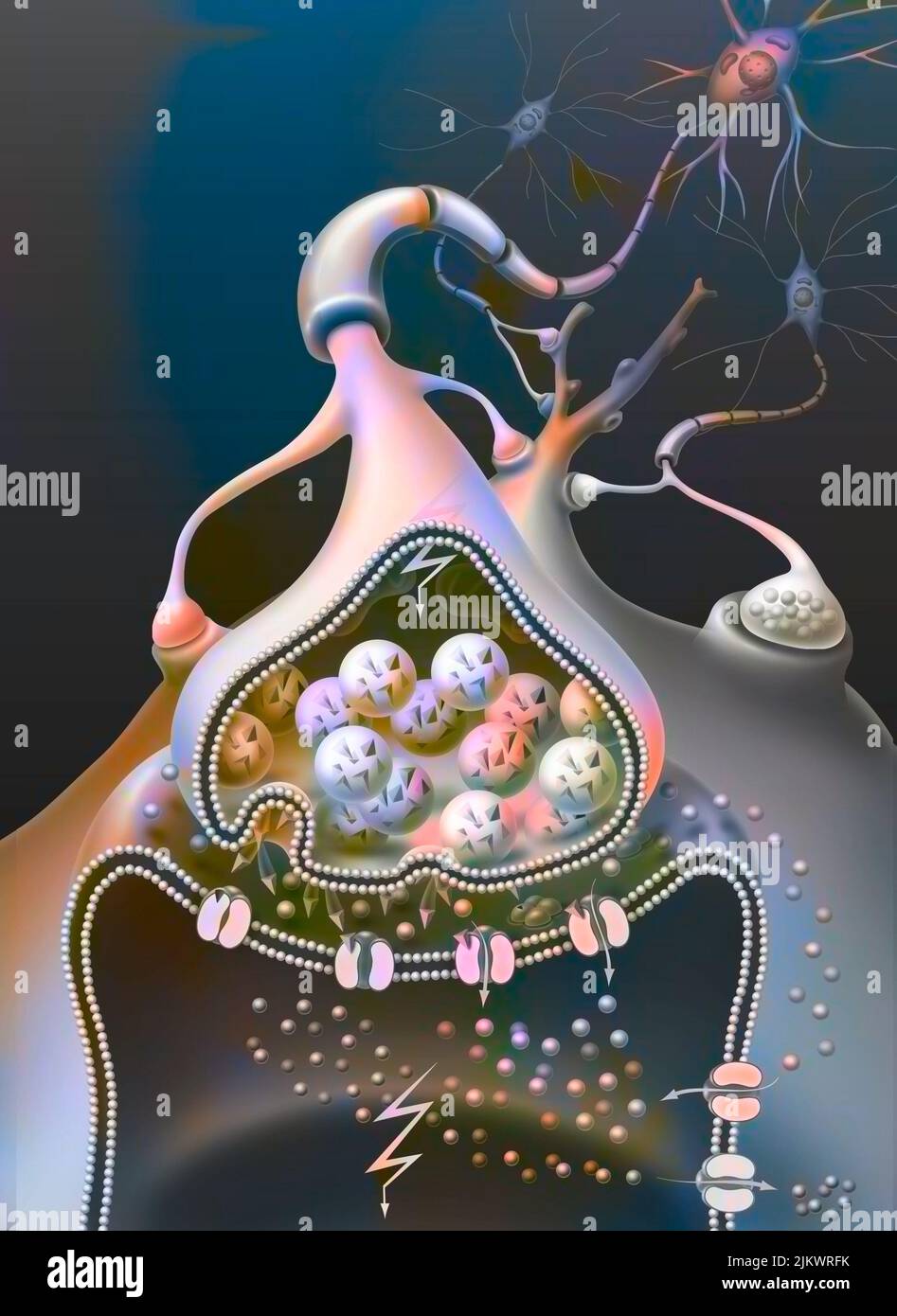 Displacement of the action potential (influx) in the synapse. Stock Photo