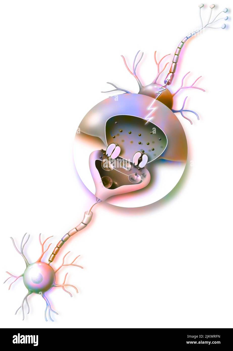 Transmission of nerve impulses and zoom on a synapse. Stock Photo
