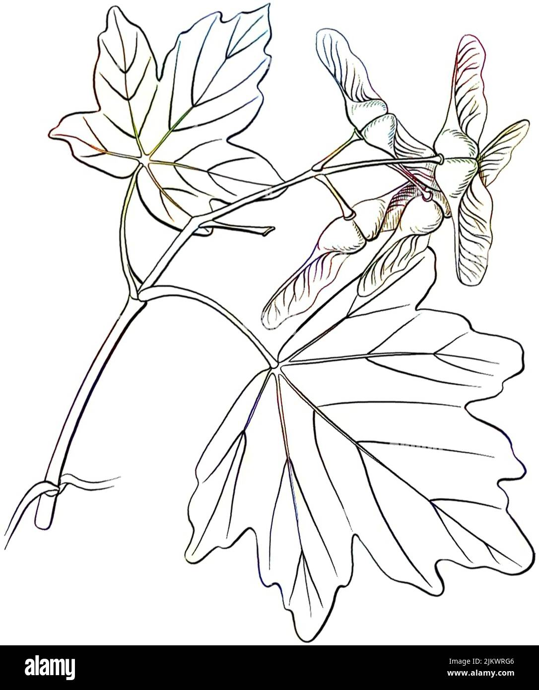 foglia acero campestre - 3 Acer campestre hedge hi-res stock photography and images - Alamy