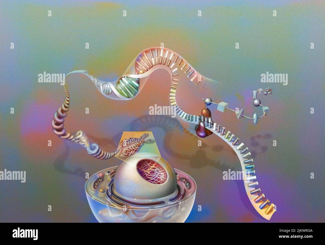 Genes: nucleus of a cell with chromosome, chromatin, DNA helix, genes, ribosome, proteins. Stock Photo