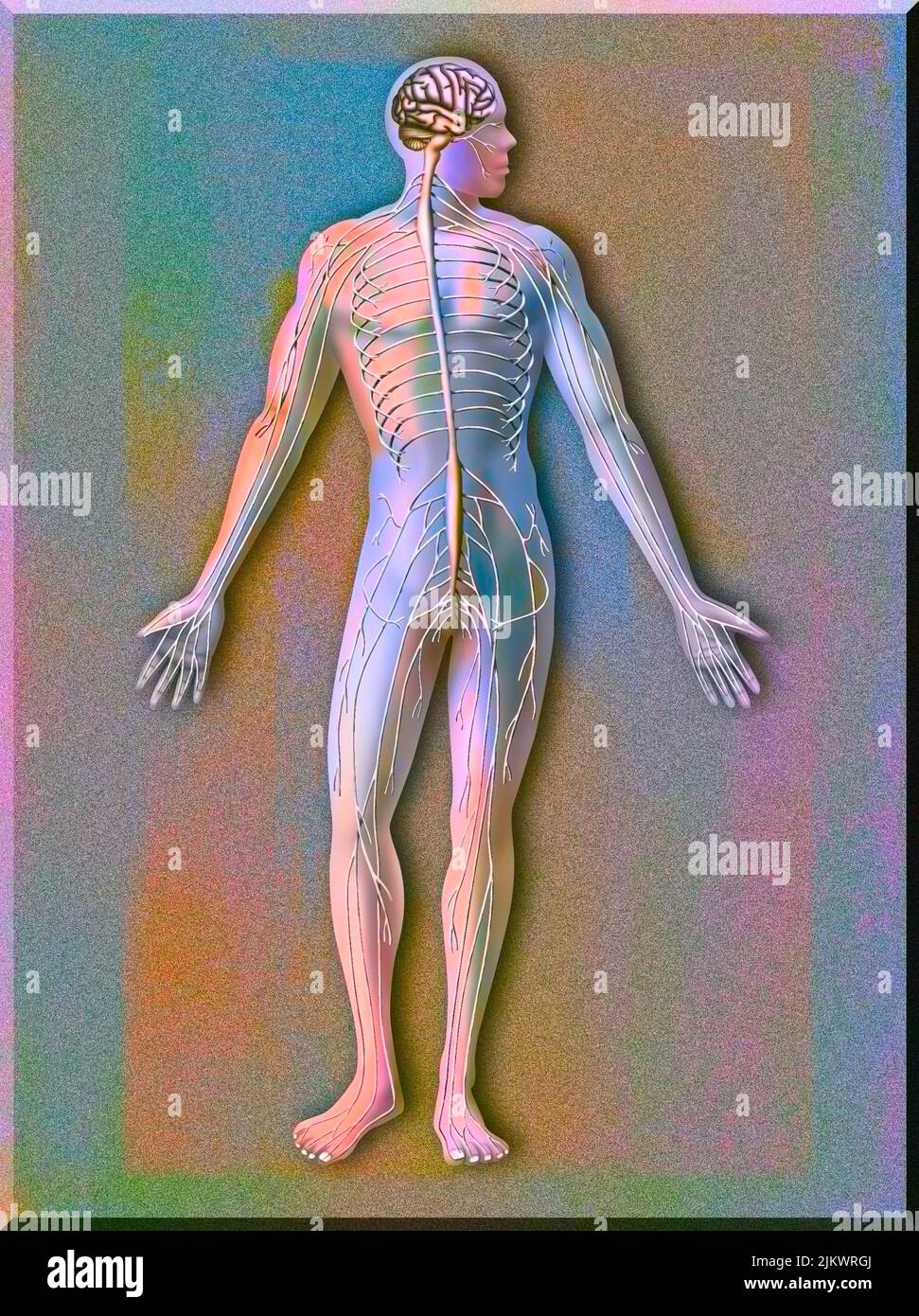 Silhouette with the nervous system consisting of the central system and the peripheral system. Stock Photo