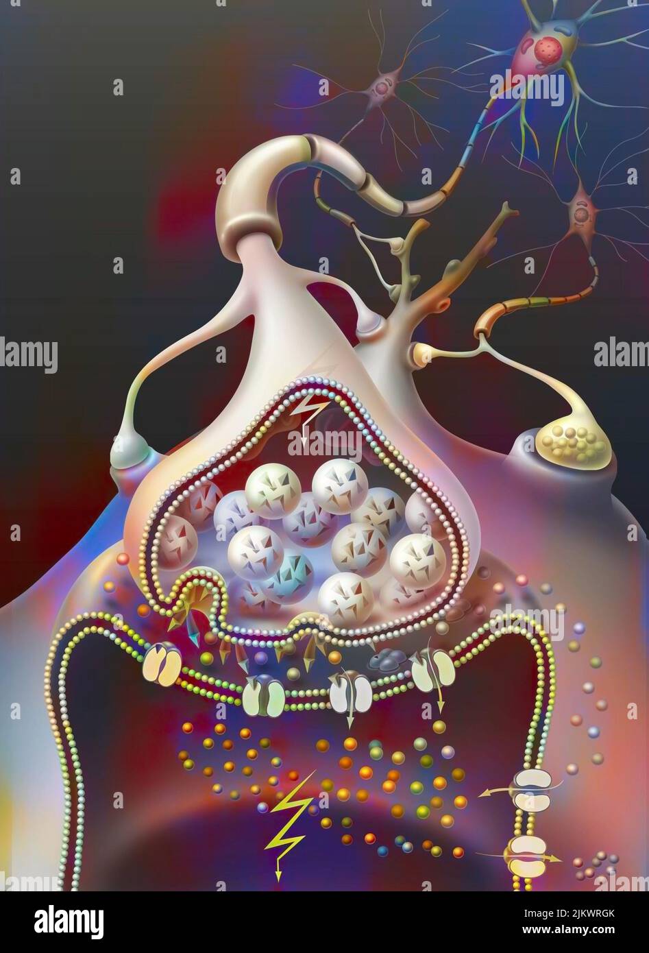 Displacement of the action potential (influx) in the synapse. Stock Photo