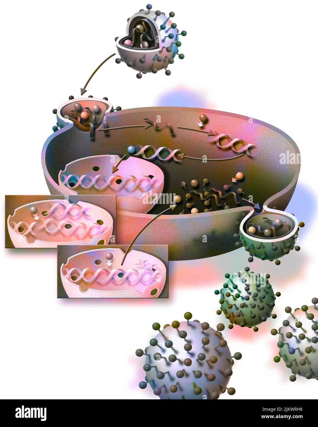 Penetration and duplication of the AIDS virus in the host cell. Stock Photo