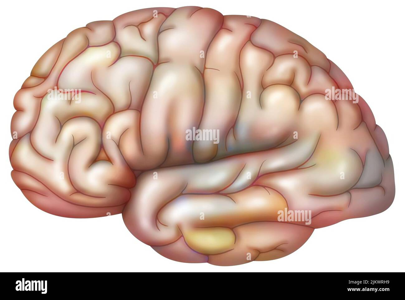 External face of the brain on white background. Stock Photo