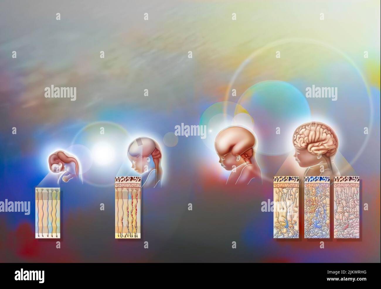 Human brain development, from 8 week old fetus to 4 year old child. Stock Photo