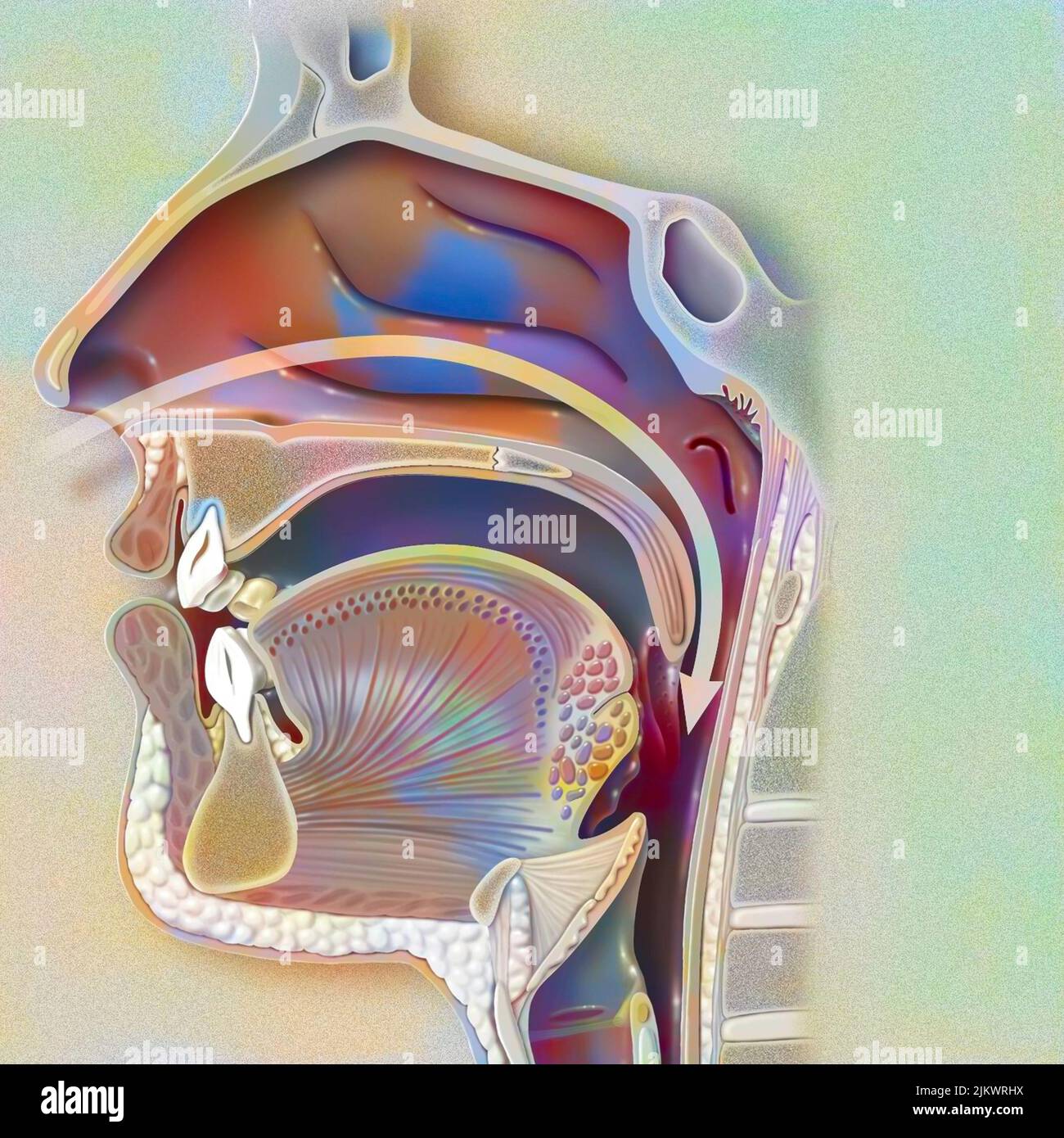 Airways (nasopharynx) revealing the nasal cavity, the pharyngeal wall and the uvula. Stock Photo