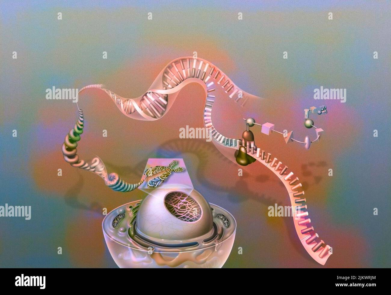 Genes: nucleus of a cell with chromosome, chromatin, DNA helix, genes, ribosome, proteins. Stock Photo