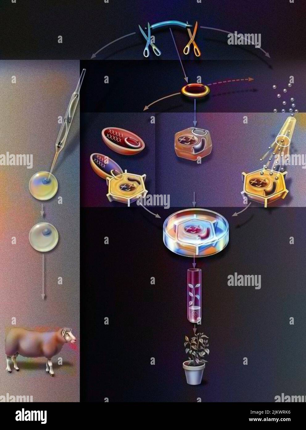 Different techniques for obtaining GMOs from transformed DNA. Stock Photo