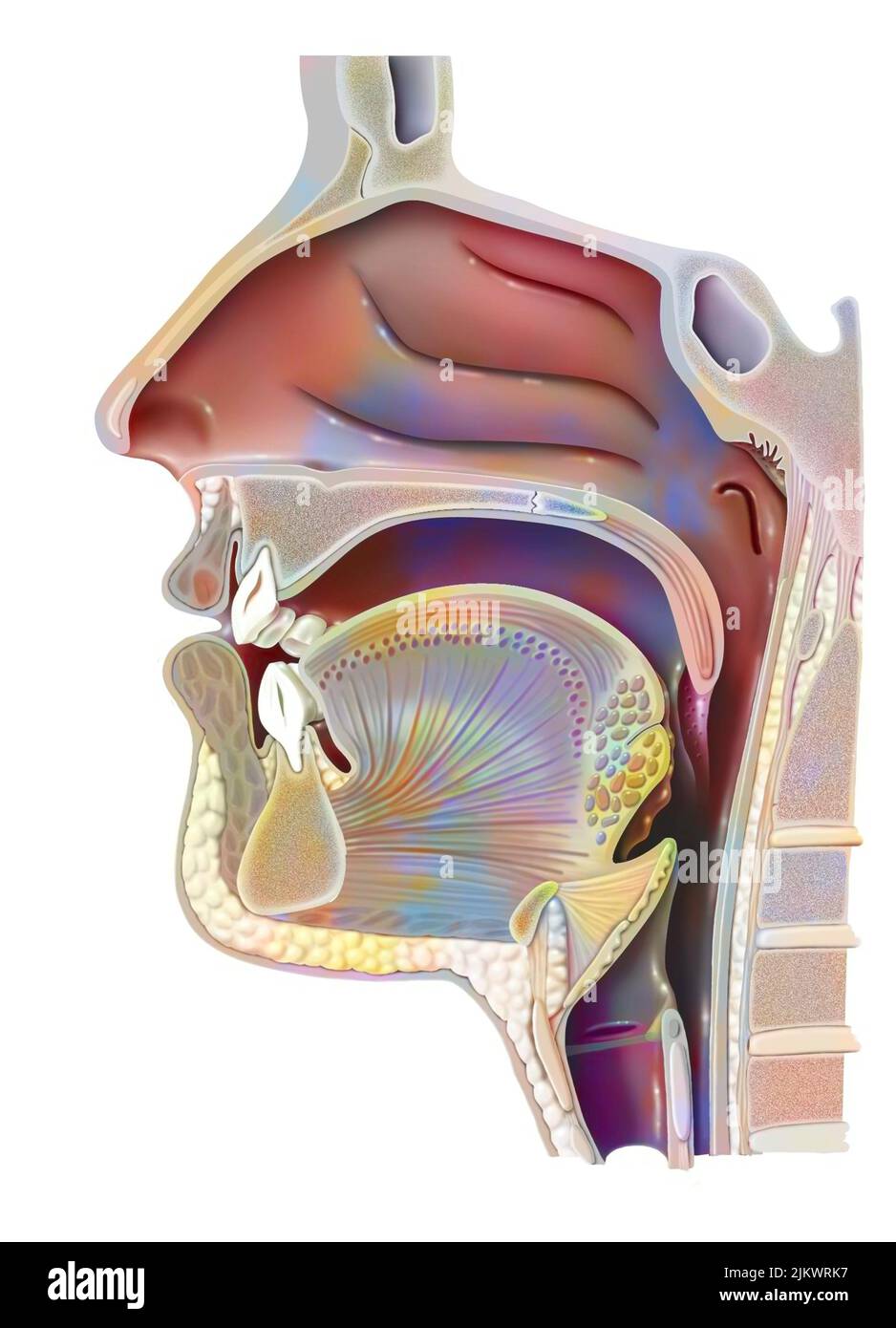 anatomy of nasopharynx