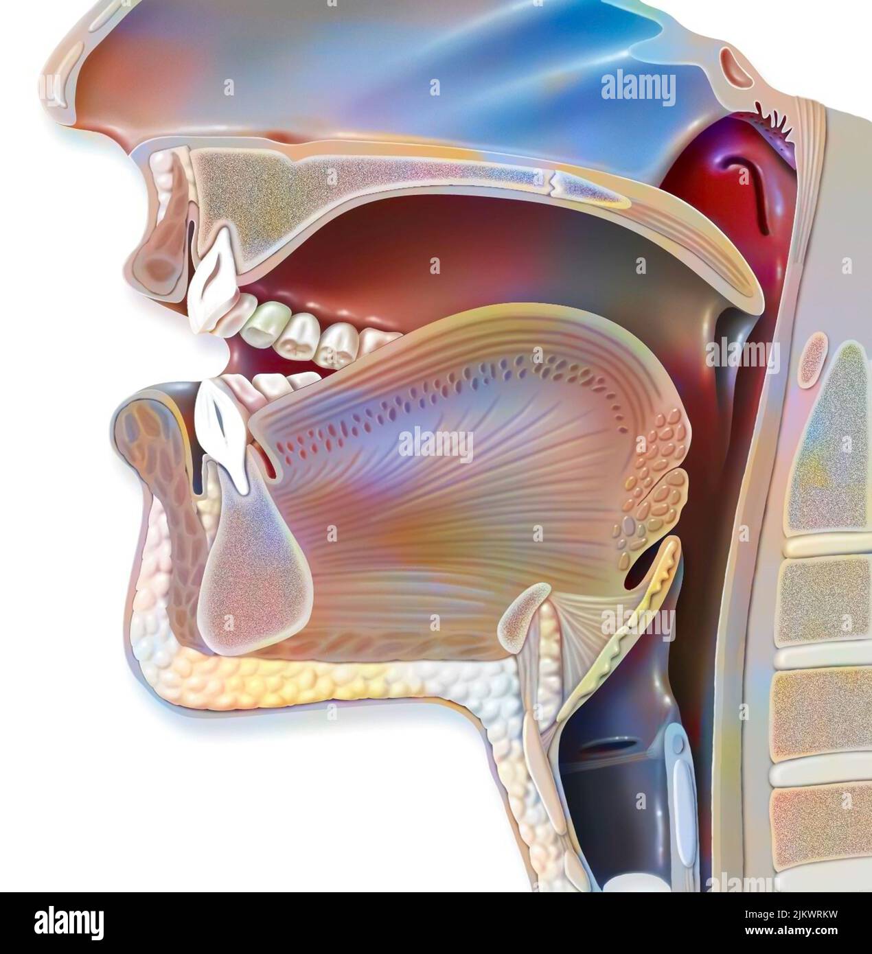 Position of the mouth for the pronunciation of the 'A' in phonation. Stock Photo