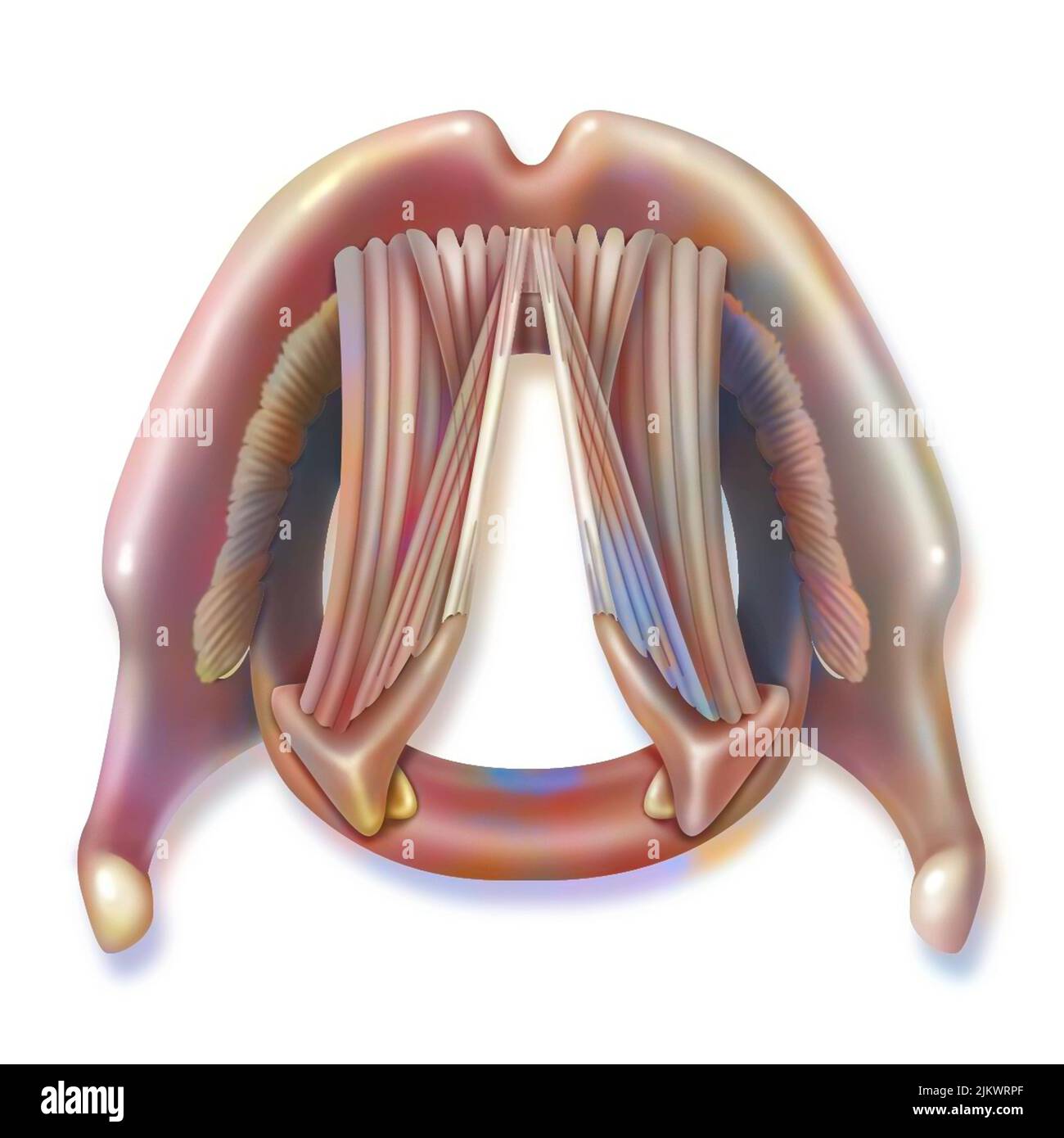 Top view larynx with vocal cords at rest. Stock Photo