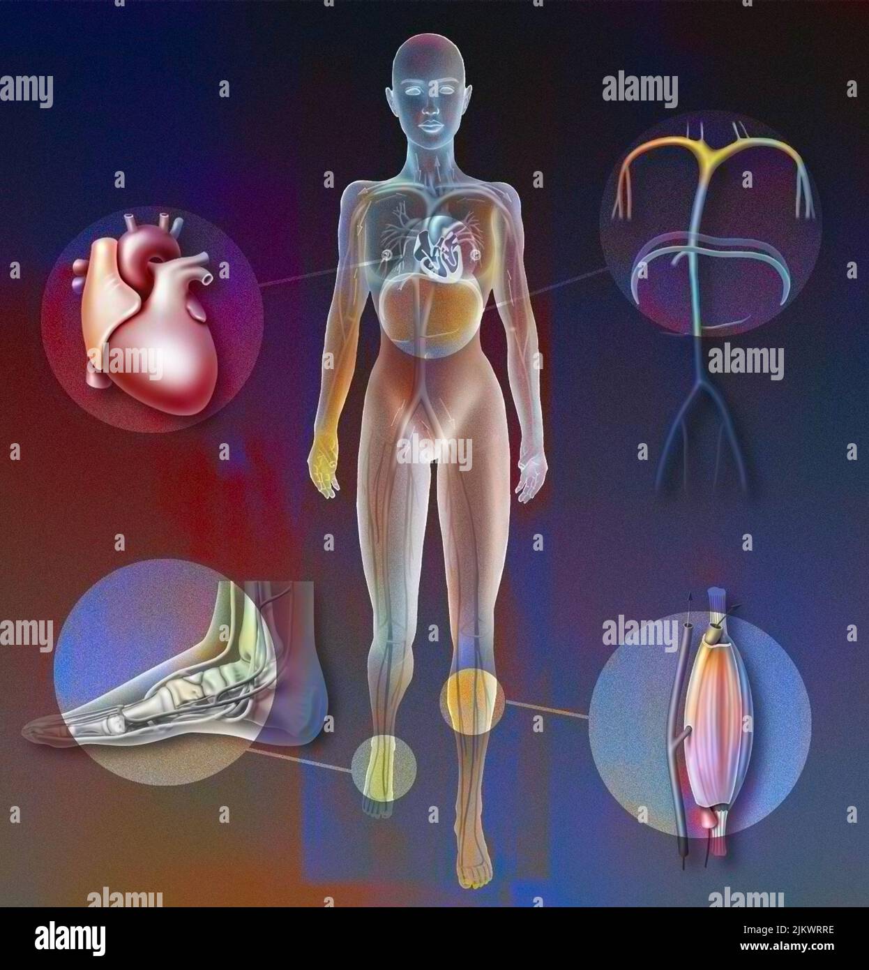 Pumps allowing blood circulation: cardiac, plantar, muscular, diaphragmatic pump. Stock Photo