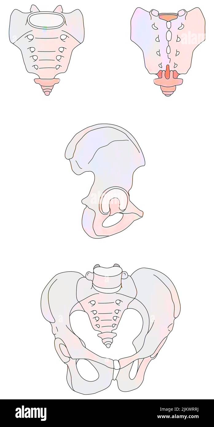 Pelvis and its three constituting bones: sacrum, coccyx and iliac bones. Stock Photo