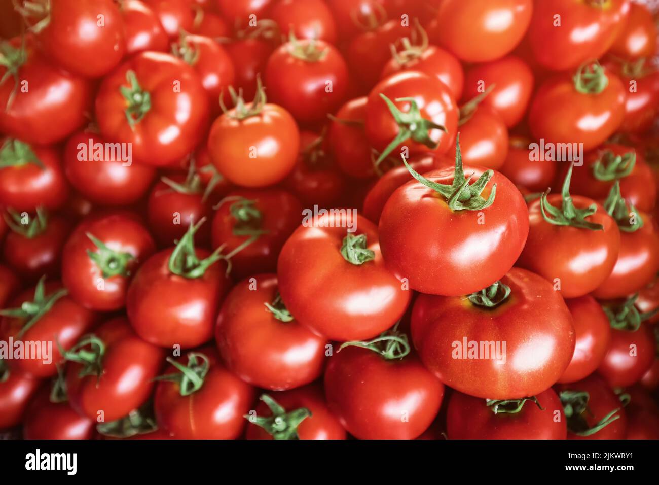 Assortment of red ripe tomatoes on the counter of the farmer's organic market in the village. Rich harvest and agricultural produce Stock Photo