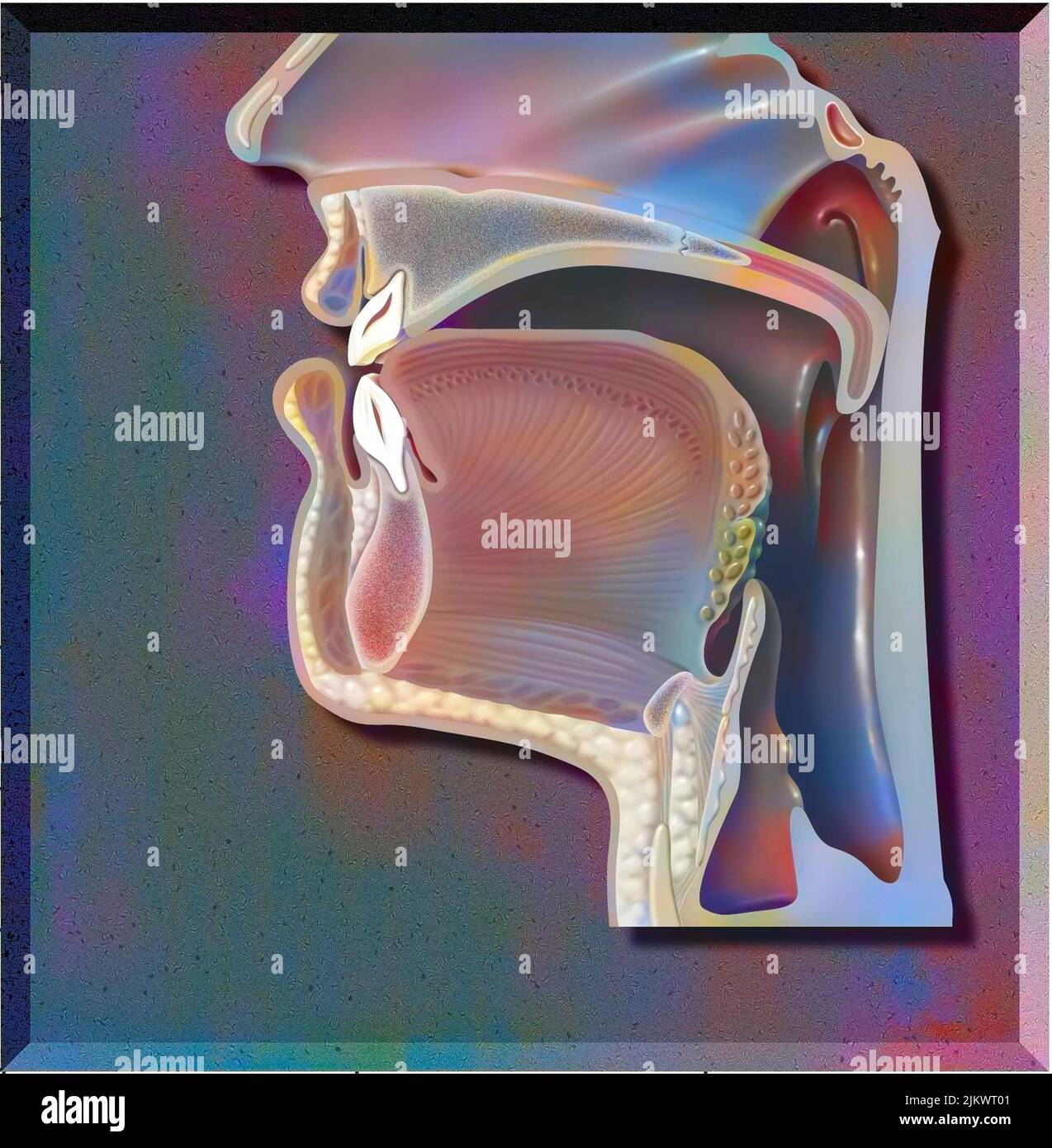 Position of the mouth for the pronunciation of 'T (i)' in phonation. Stock Photo