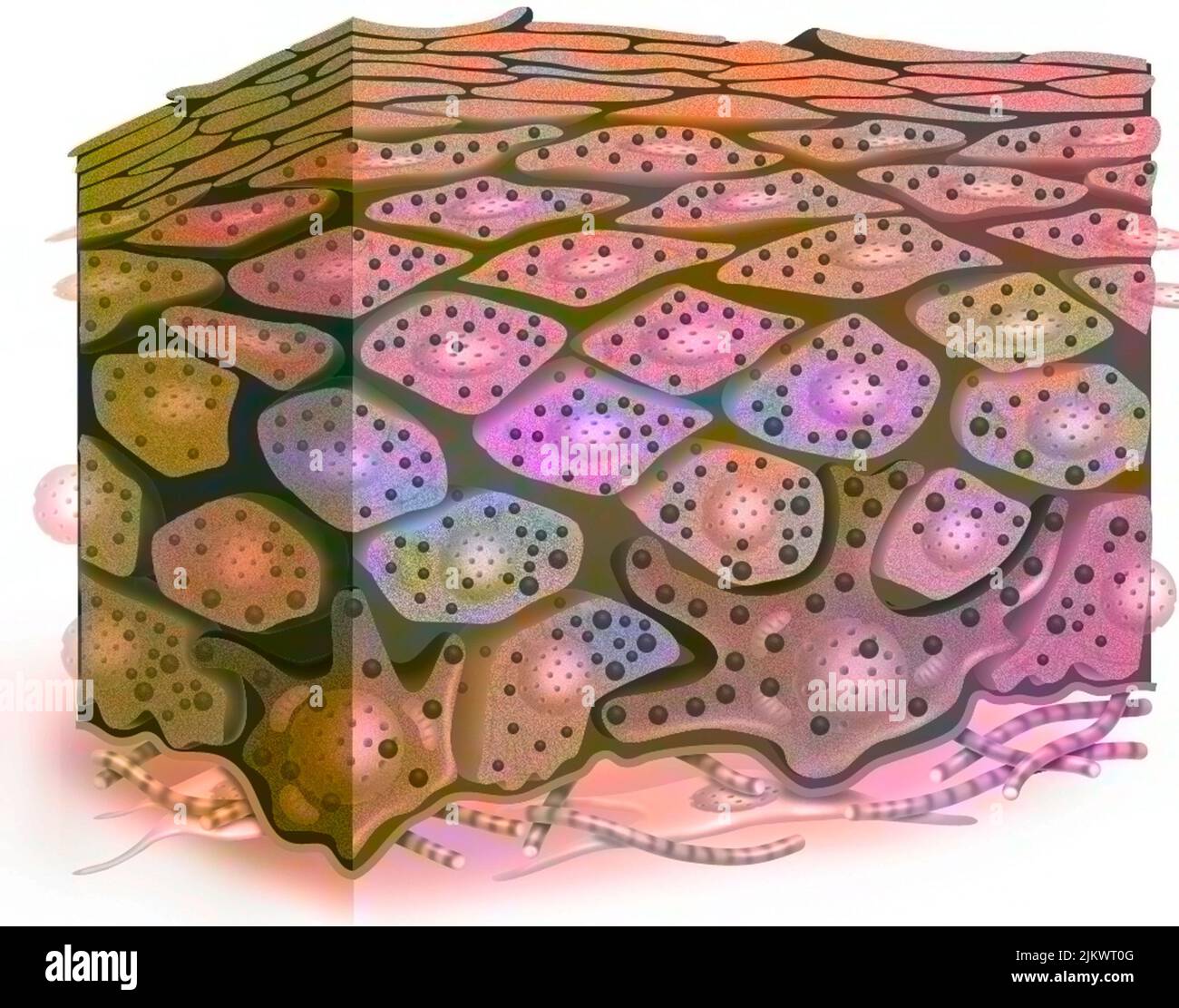 Cross-section of the epidermis of a dark phototype skin with many grains of melanin. Stock Photo